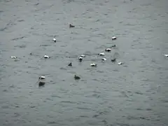 Avian lifeforms at Runavik