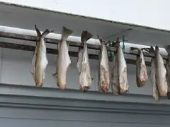 Fish drying closeup