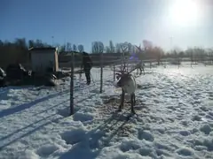 The reindeer