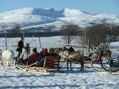 Reindeer sledging