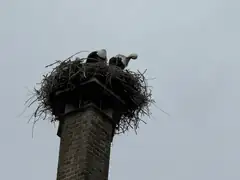 I wouldn't nest here myself
