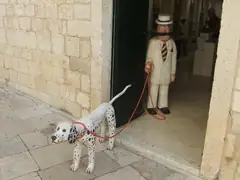 Dalmatian dogs come from the Dubrovnik area