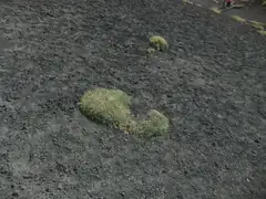 Grass trying to recolonise the volcanic soil