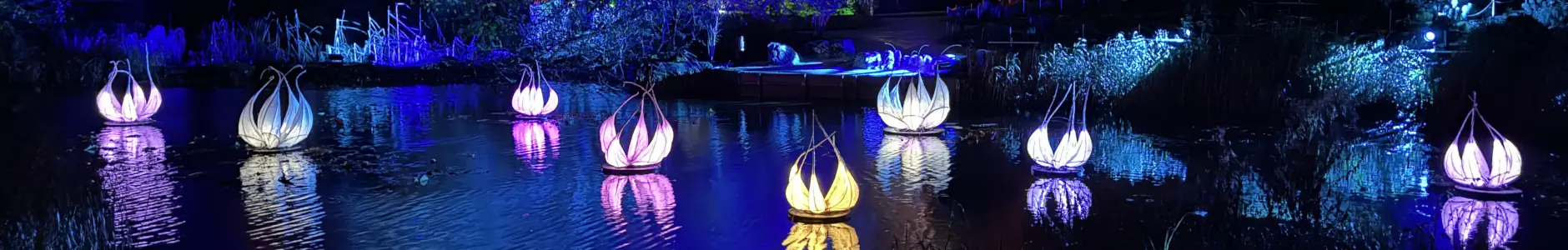 Cambridge Botanical Gardens lights