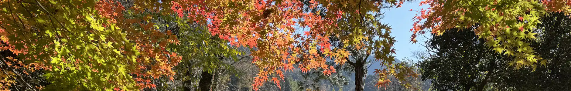 Nakasendo Highway walk
